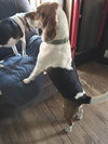 Niko the Beagle