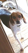 Niko the Beagle