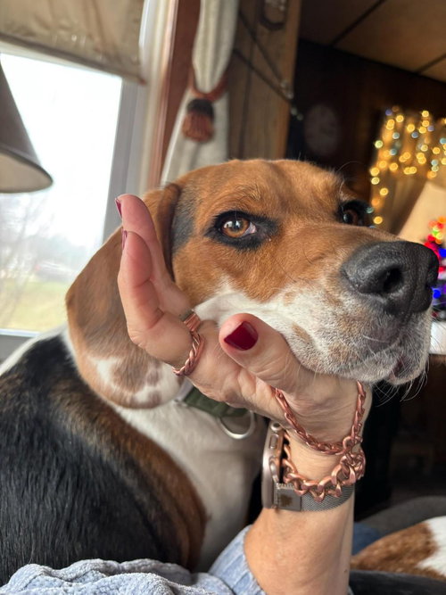 Niko - Beagle Boy