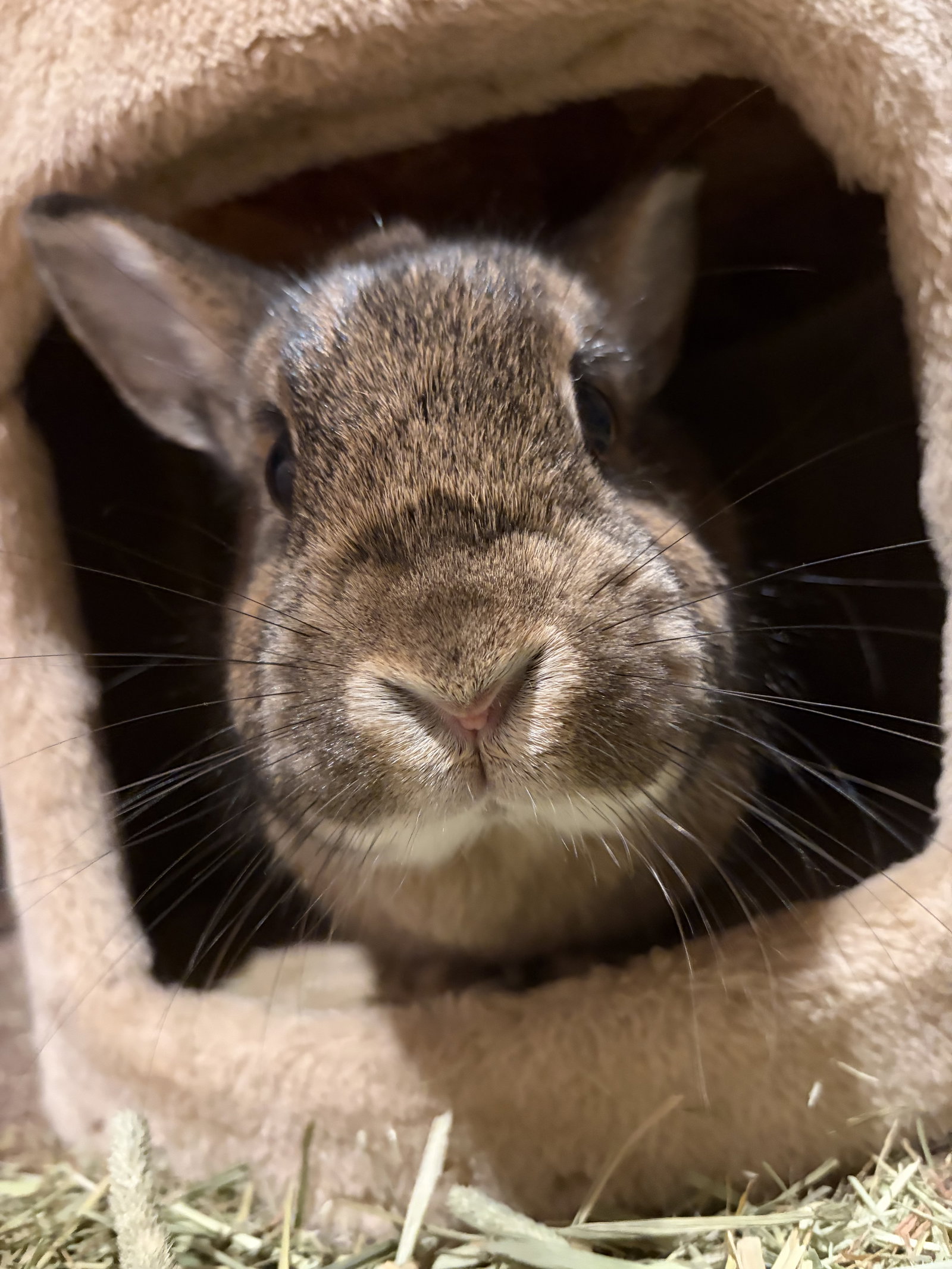 Maple - Adoption Fee Sponsored! Image