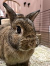 Maple - Adoption Fee Sponsored! - Photo 2