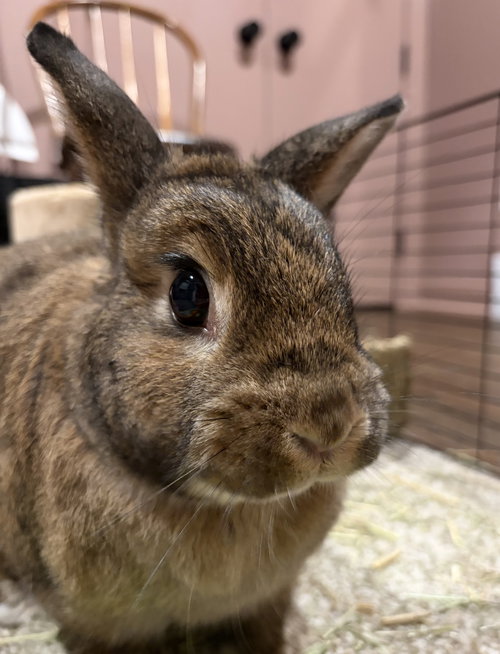 MAPLE - ADOPTION FEE SPONSORED! - Bunny Rabbit available for adoption