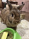 Maple - Adoption Fee Sponsored! - Photo 4
