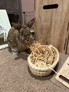 Maple - Adoption Fee Sponsored!