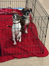 Cagney & Lacey-Bonded Pair
