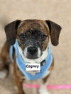 Cagney & Lacey-Bonded Pair