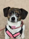 Cagney & Lacey-Bonded Pair