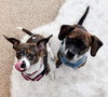 Cagney & Lacey-Bonded Pair