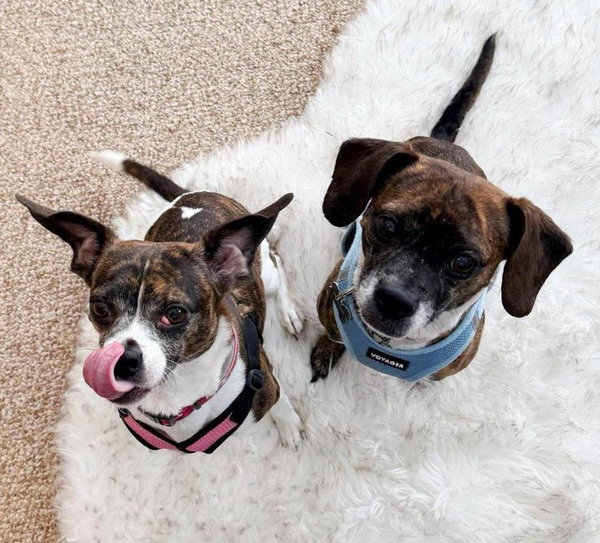 Cagney & Lacey-Bonded Pair