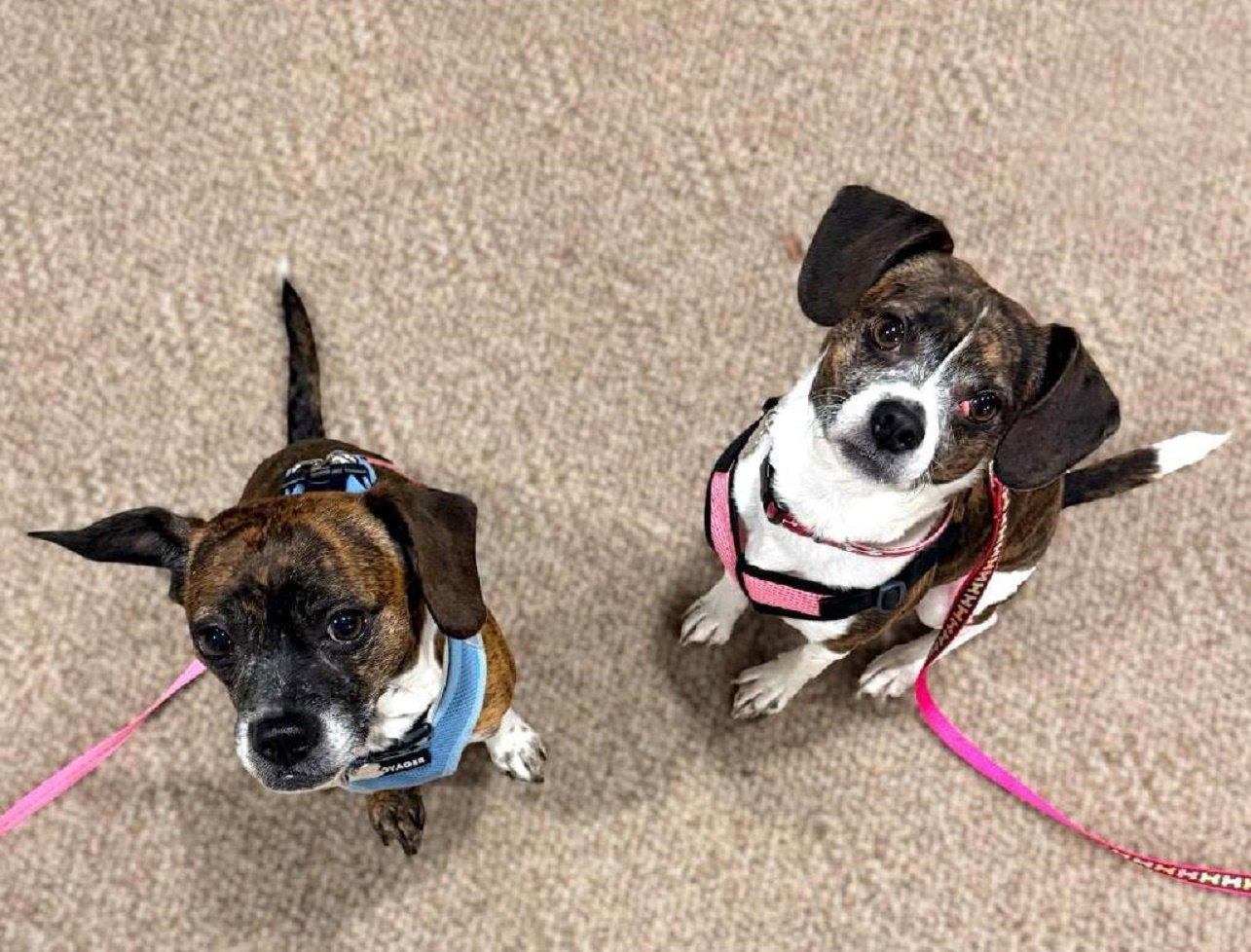 Cagney & Lacey-Bonded Pair