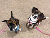 Cagney & Lacey-Bonded Pair