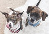 Cagney & Lacey-Bonded Pair