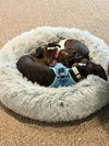 Cagney & Lacey-Bonded Pair