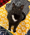 Goose - Adoption Fee Sponsored!