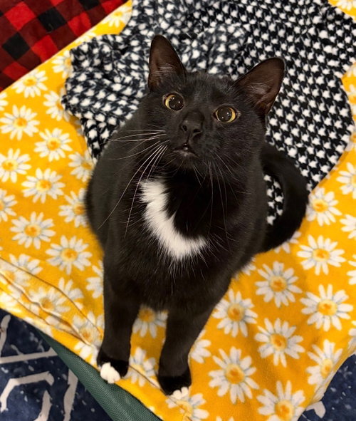 Goose, an adoptable Domestic Short Hair in Rootstown, OH