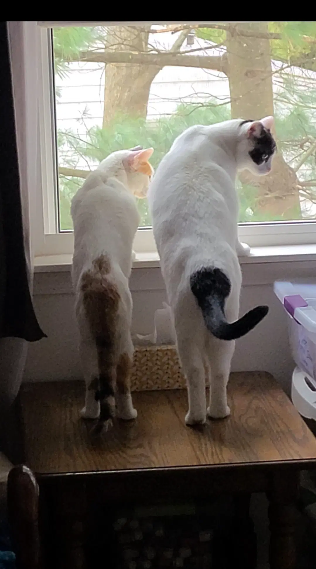 Chanel - Fiv image 2
