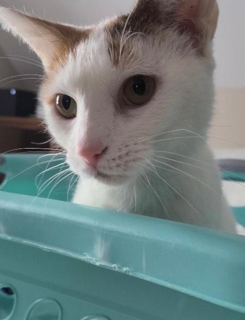 Chanel - FIV+, photo 4