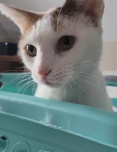Chanel - Fiv image 4