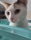 Chanel - FIV+