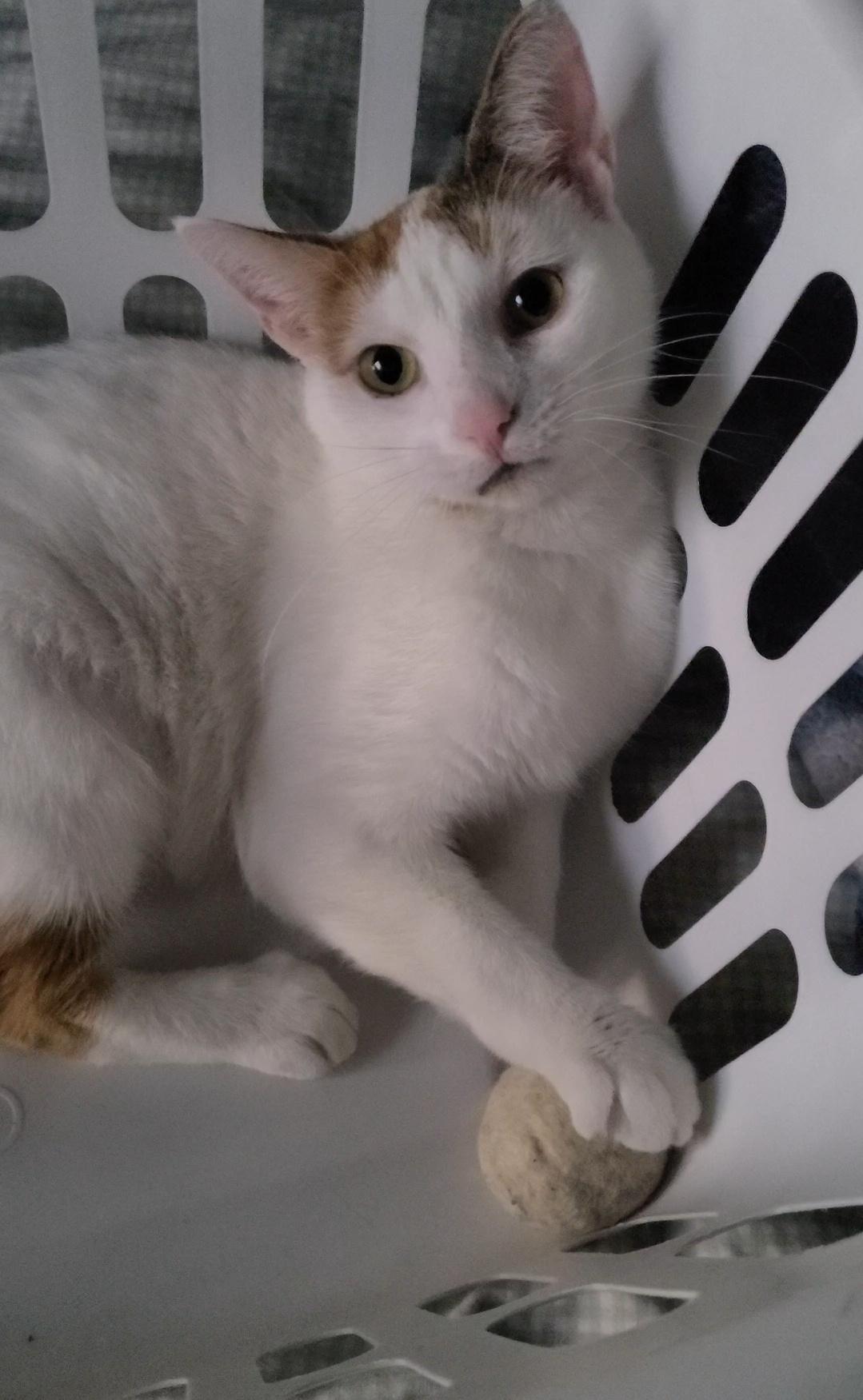 Chanel - FIV+