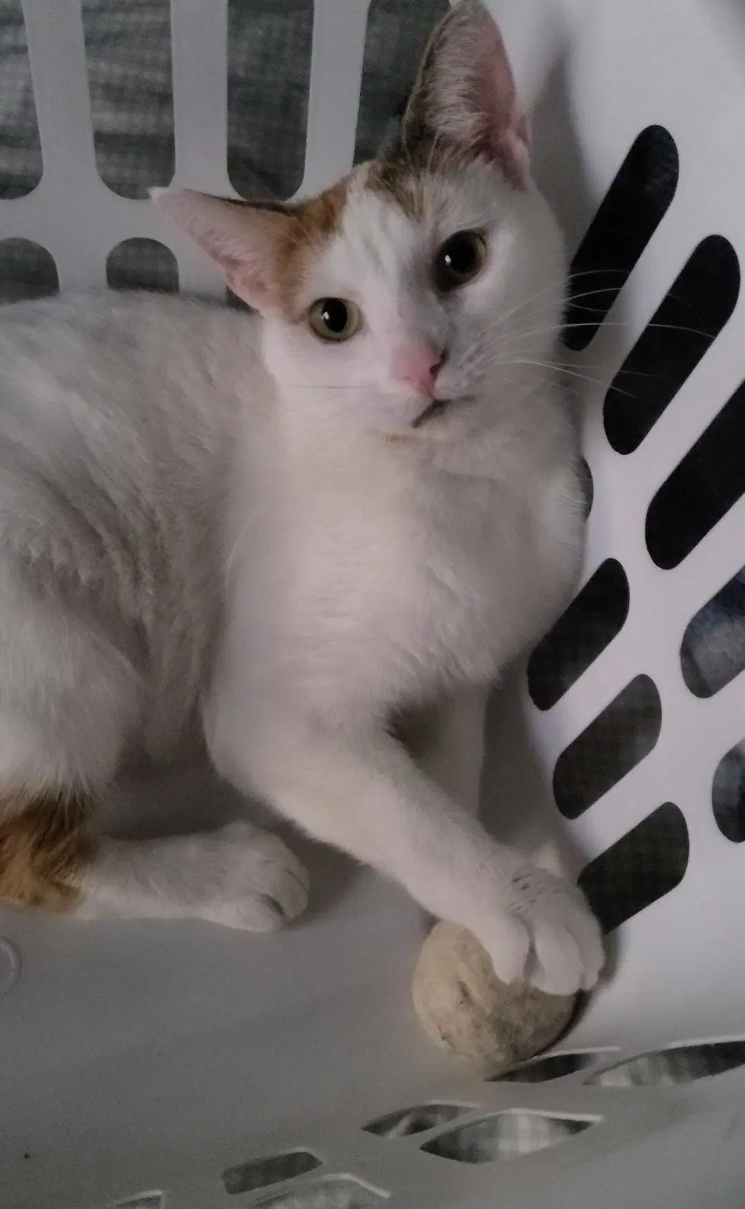Chanel - Fiv - Domestic Short Hair