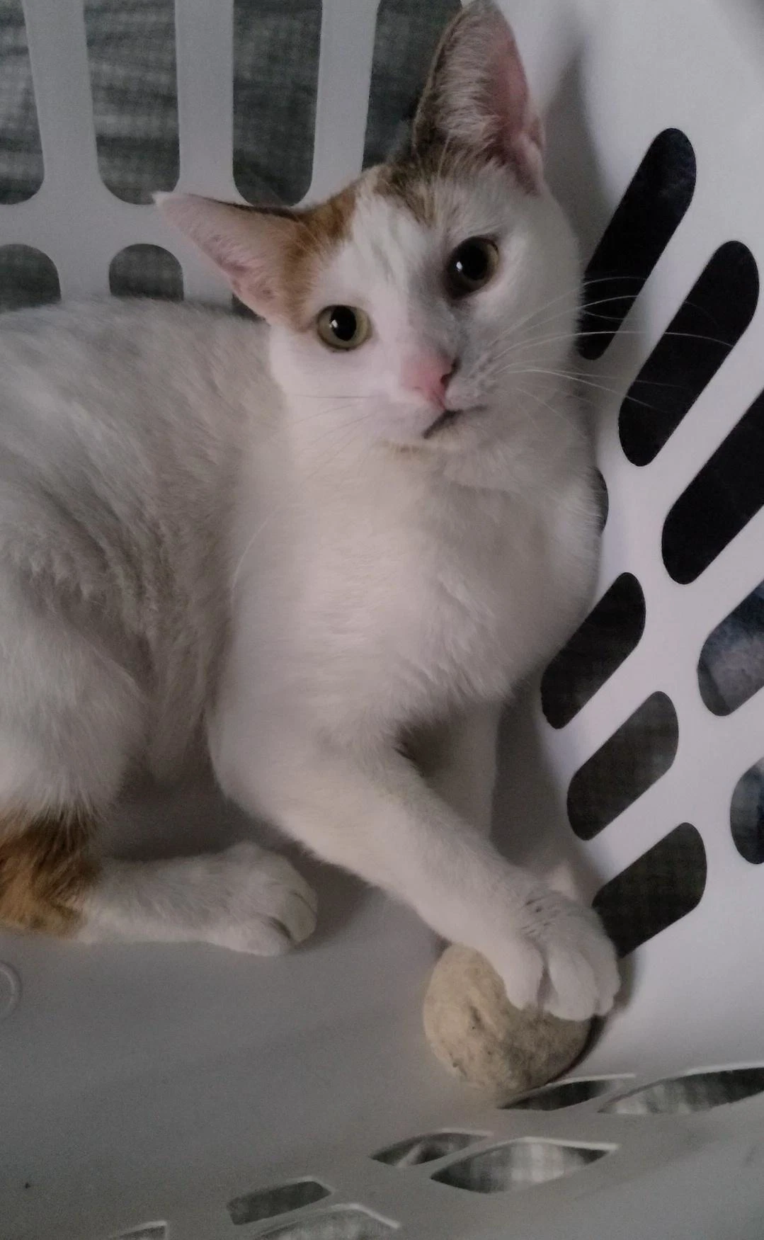 Chanel - Fiv