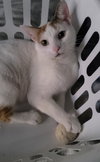 Chanel - FIV+