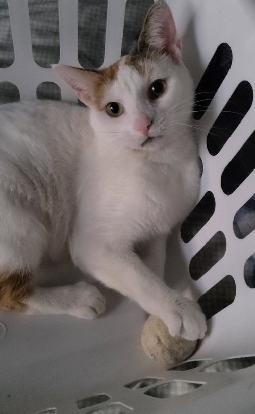 Chanel - FIV+