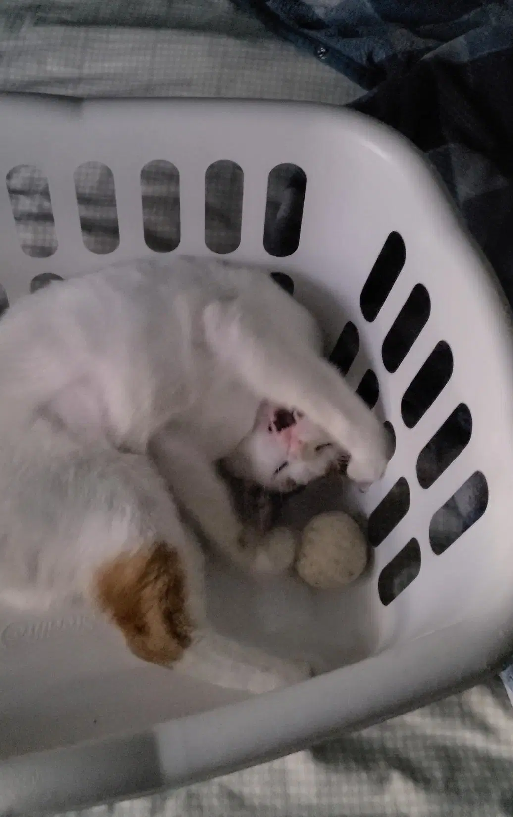 Chanel - Fiv image 3