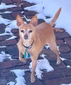 Lilly-Senior Chihuahua