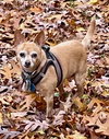 Lilly-Senior Chihuahua