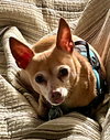 Lilly-Senior Chihuahua