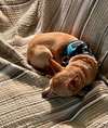 Lilly-Senior Chihuahua