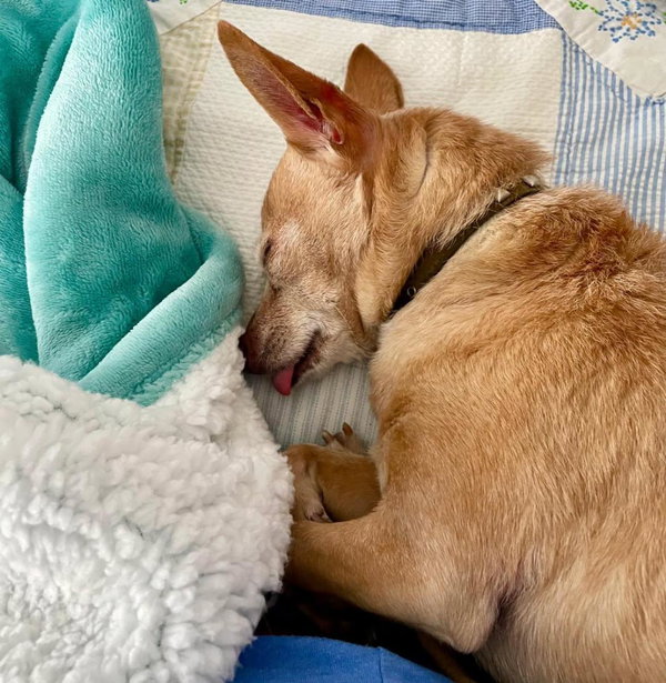 Lilly-Senior Chihuahua