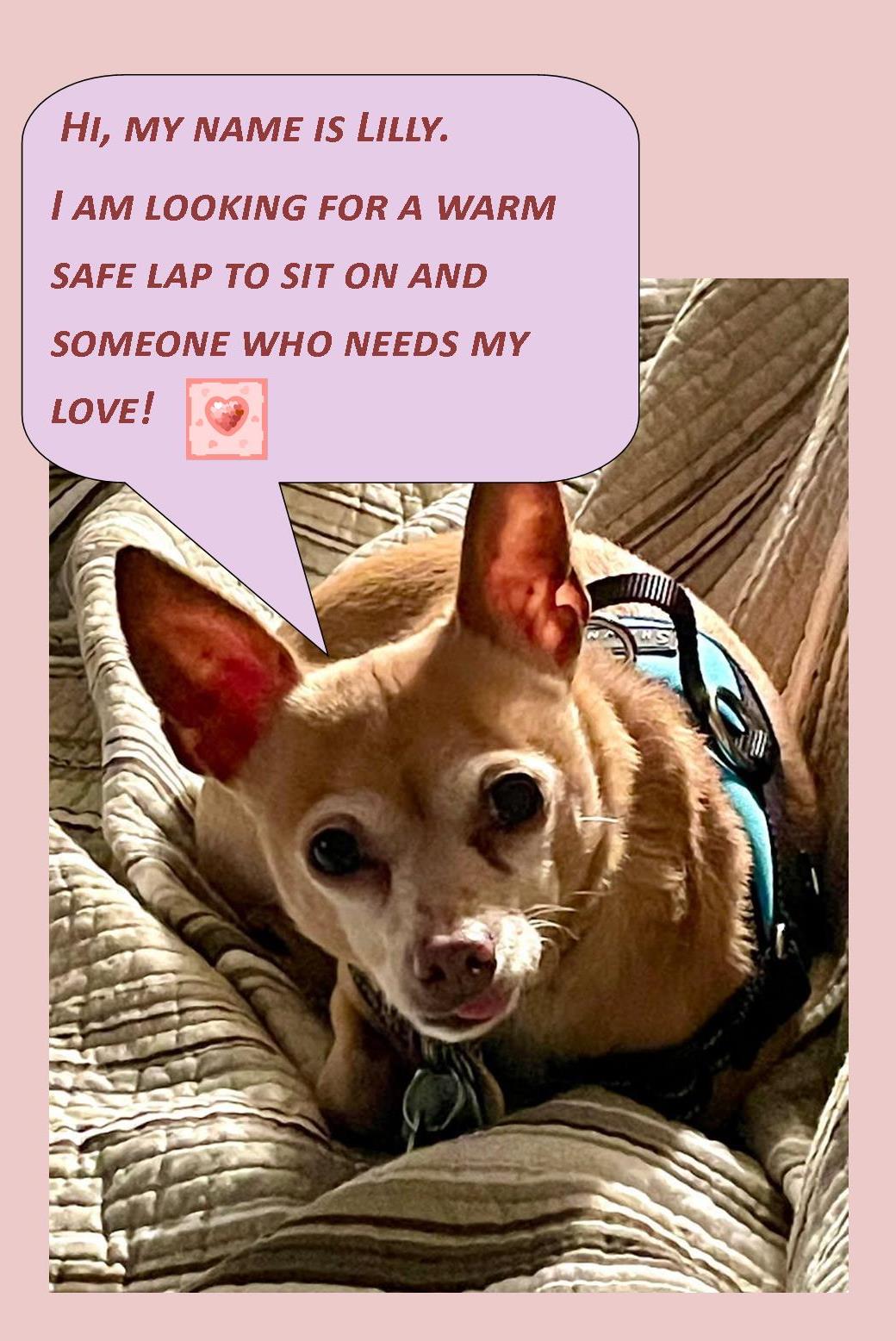 Lilly-Senior Chihuahua