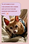 Lilly-Senior Chihuahua
