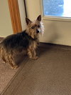 Simon - sweet old man