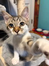 Ember