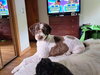 Winston the Doodle