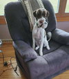 Winston the Doodle