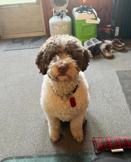 Winston the Doodle