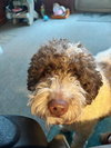 Winston the Doodle