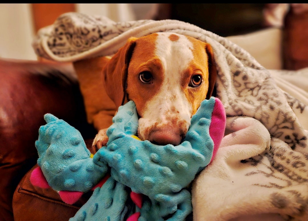 Emerson-great Family Dog