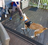 Emerson-great family dog