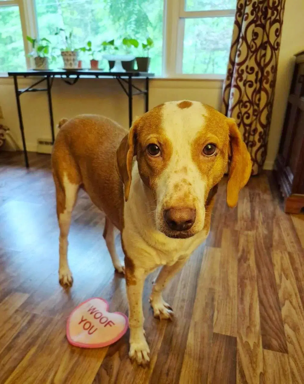 Emerson-Great Family Dog - Hound