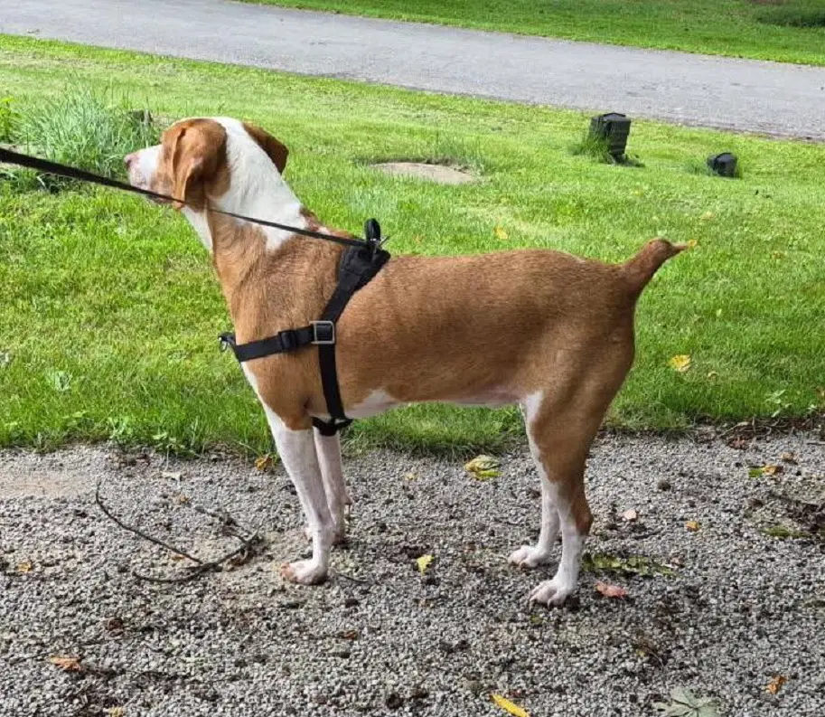 Emerson-Great Family Dog image 2