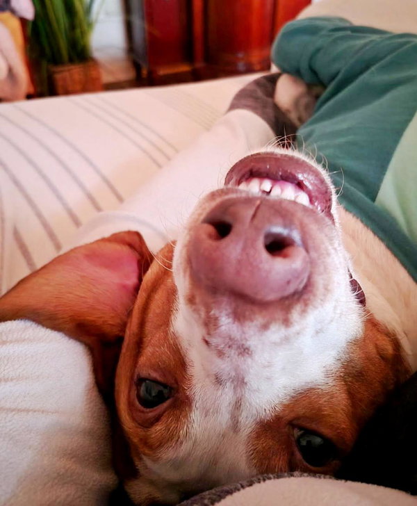 Emerson-great family dog