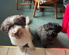 Diamond & Star-Bonded Pair
