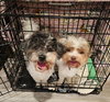 Diamond & Star-Bonded Pair