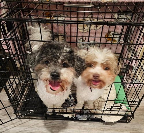 Diamond & Star-Bonded Pair
